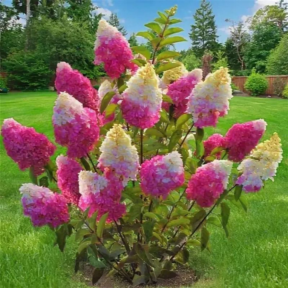 Гортензия метельчатая Фрайз Мельба Т60 60-80