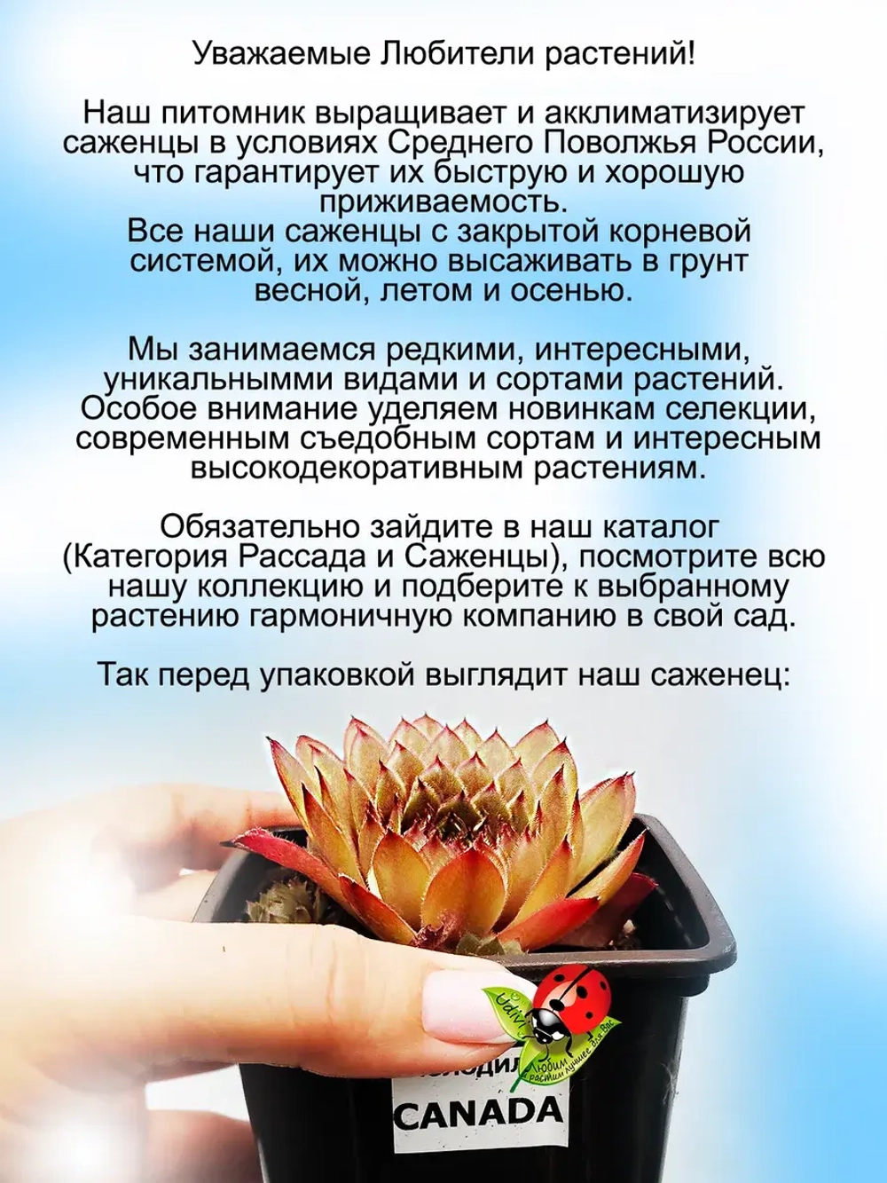 Молодило Канада хамелеон янтарное