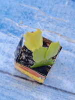 Schlumbergera cv. Cristen Aurea (Шлюмбергера)