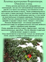 Яснотка зеленчуковая Флорентинум многолетняя