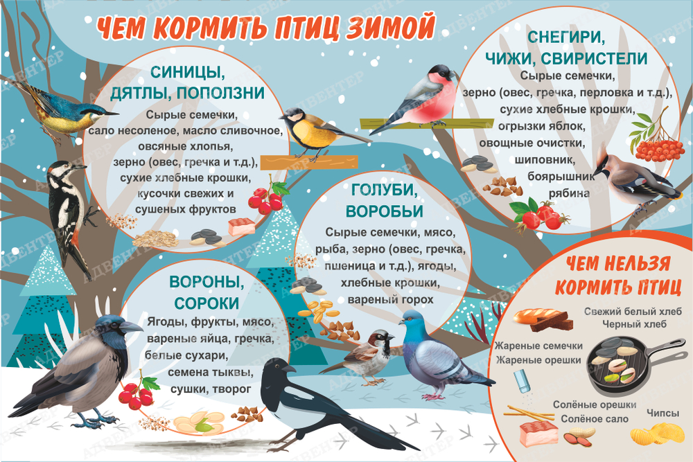 Тематический виниловый элемент Мир птиц. Чем кормить птиц зимой 1758