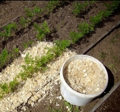 Как мульчировать опилками  ?