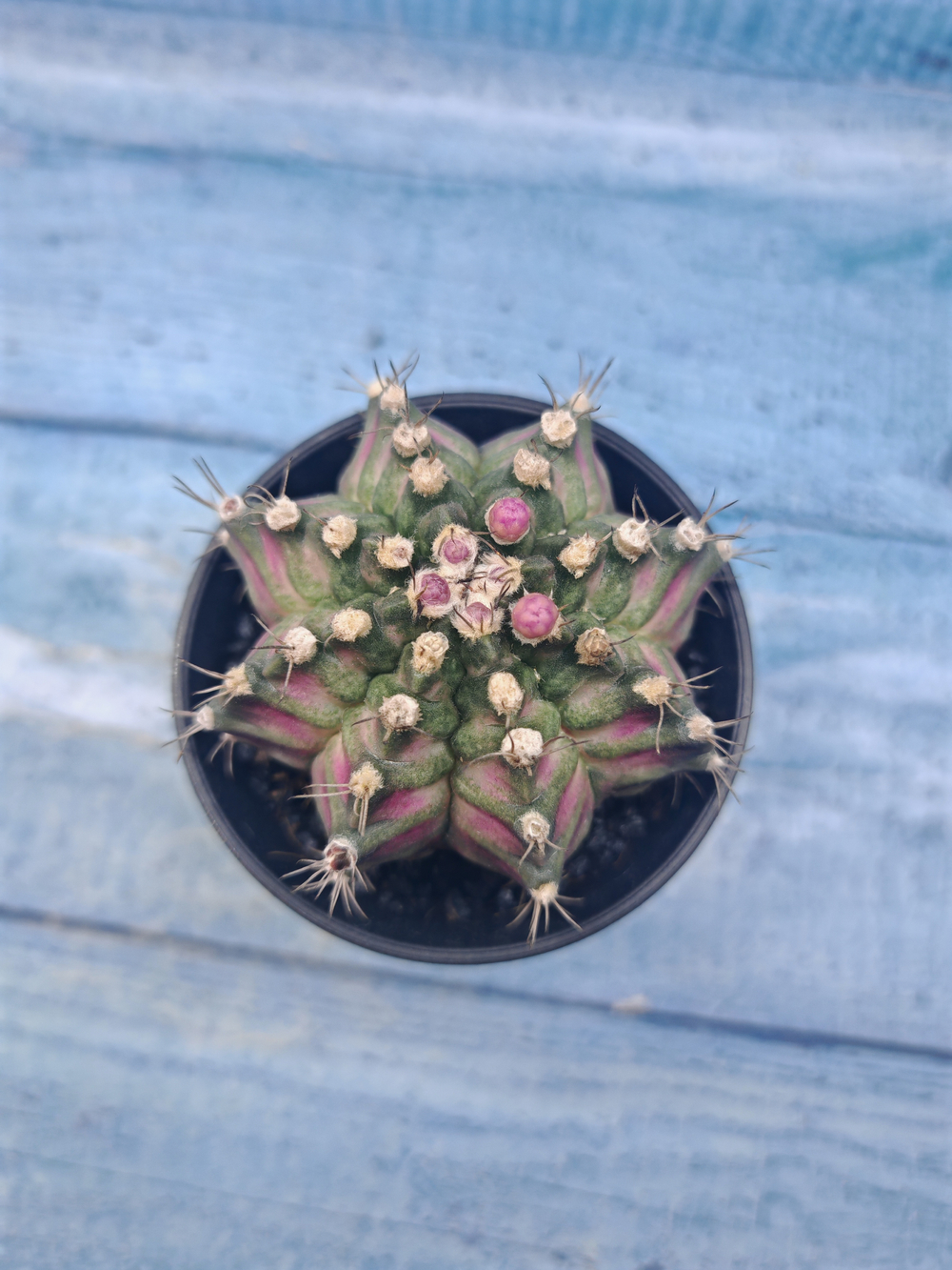 Gymnocalycium T-Rex Pink hybrid (Гимнокалициум T-rex)