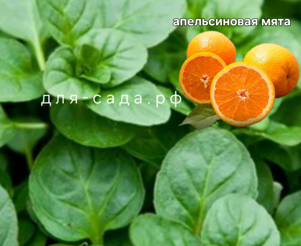 МЯТА АПЕЛЬСИН