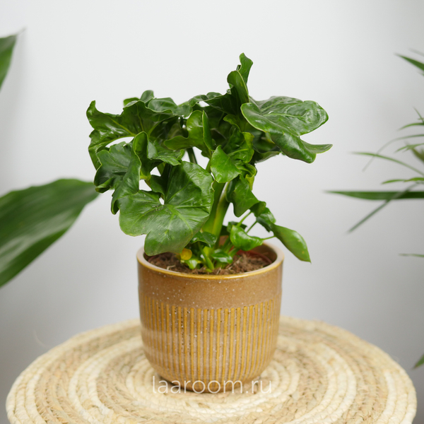 Филодендрон Атом 12/30