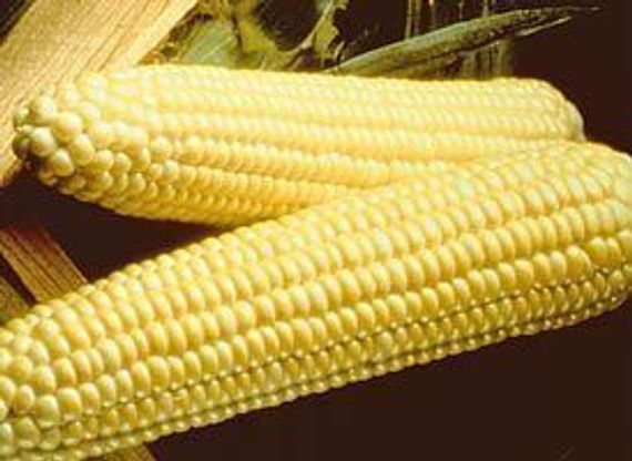 СПИРИТ F1 семена кукурузы (Syngenta | Alexagro)