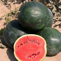 Баскетбол семена арбуза (Гавриш)