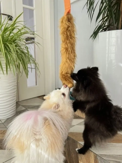 Игрушка для собак Ухватка перетяжка Меховой хвост 95 см