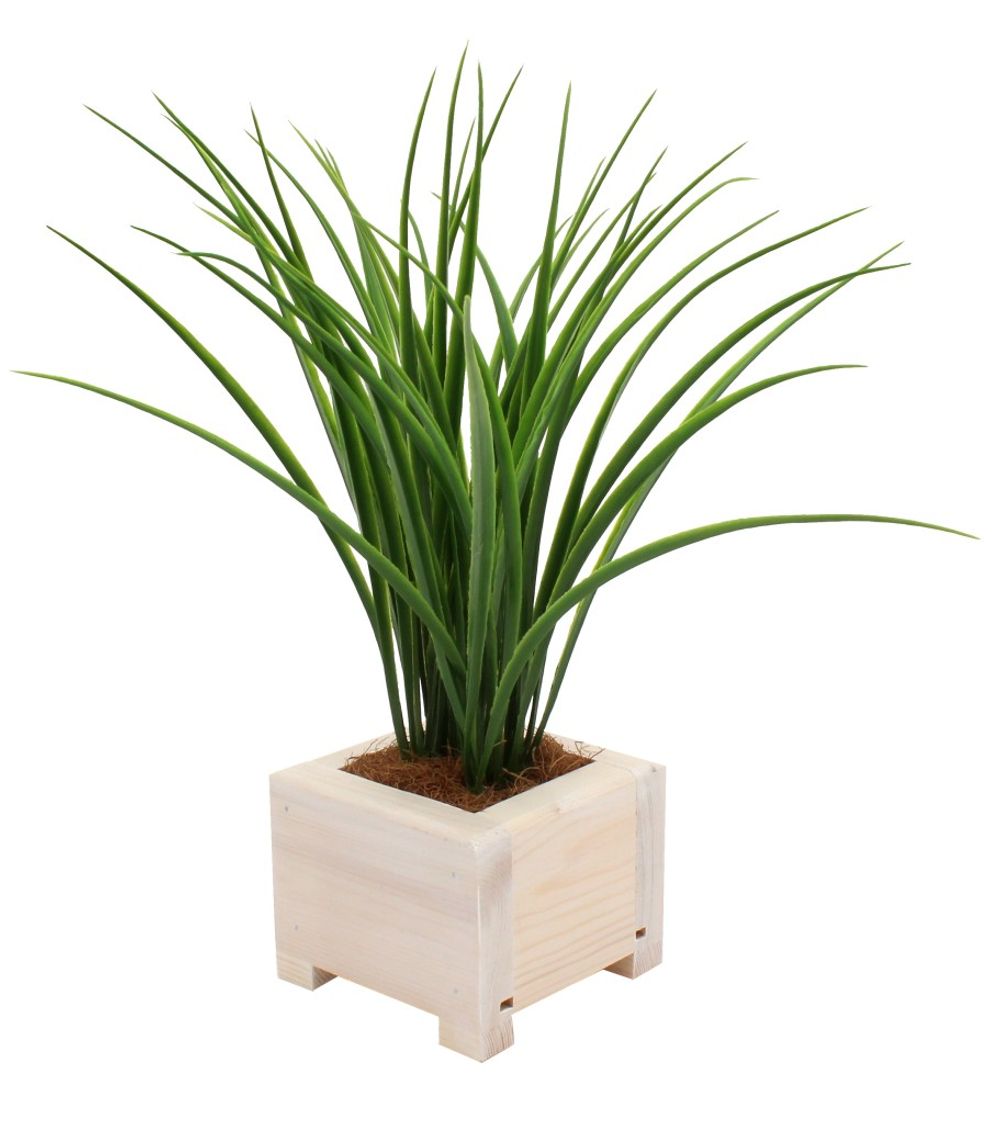 Композиция Осока Кабо в кашпо 10х10см,h7см,высота растения 25см