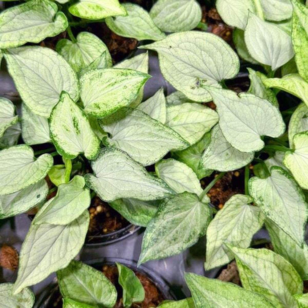 Сингониум MOUSE EARS