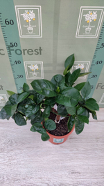 C. sinensis “Sanguinello moscato nucellare”