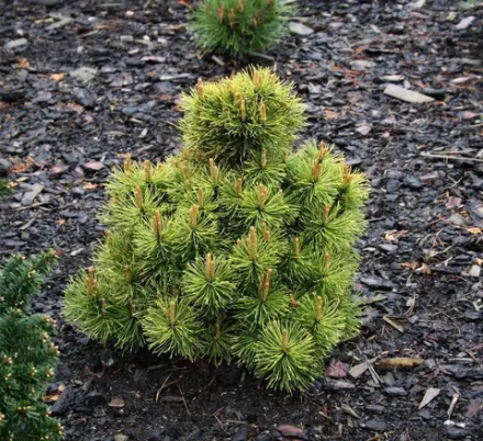 Сосна горная Винтерсонн(Pinus mugo Wintersonne) 38 см