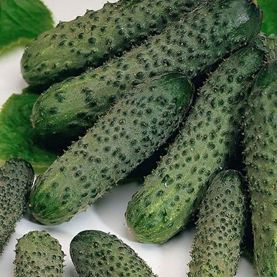 ПАСАЛИМО F1 семена огурца Syngenta описание