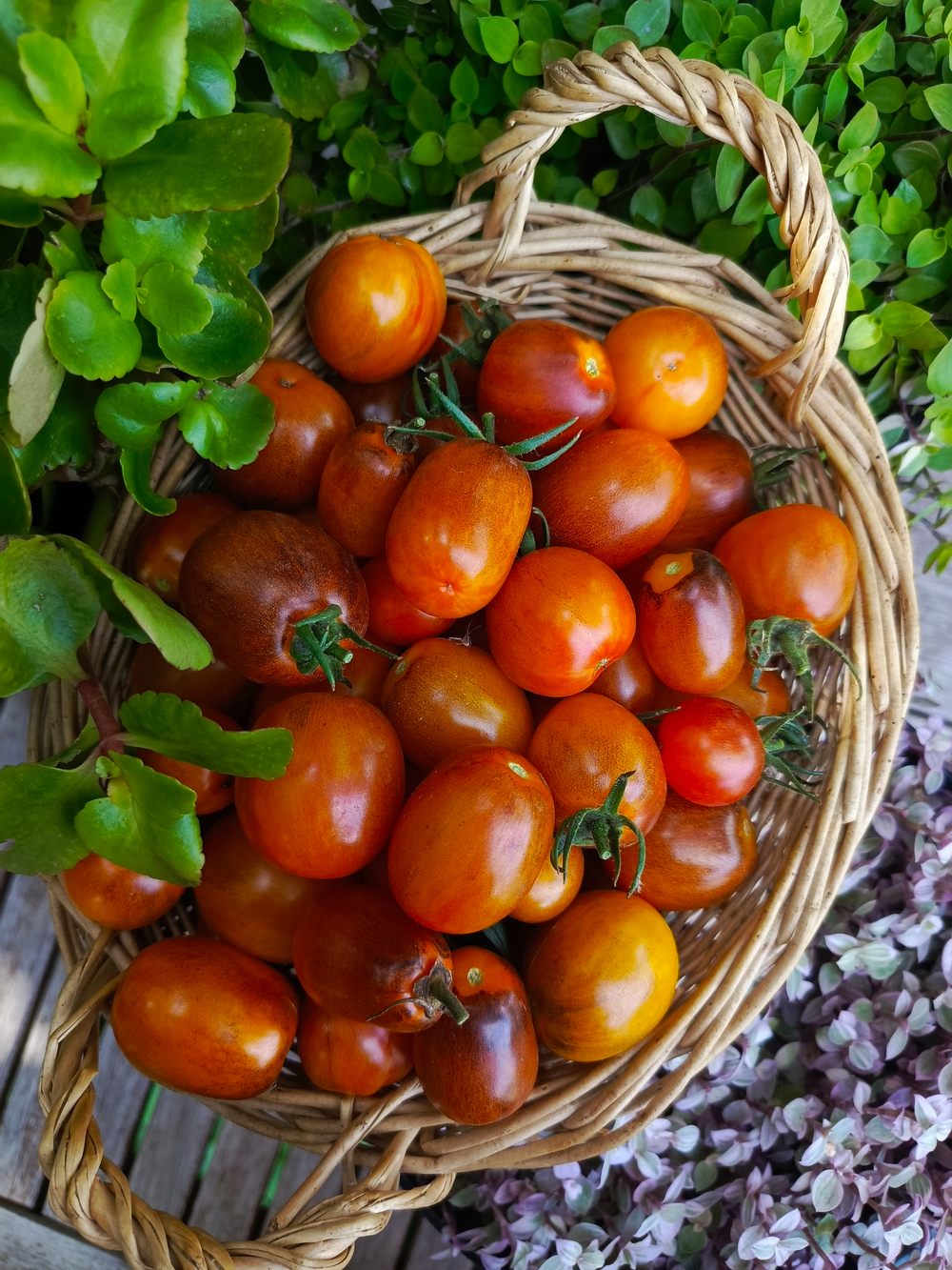 Атомный закат (Atomic sunset) сорт томата