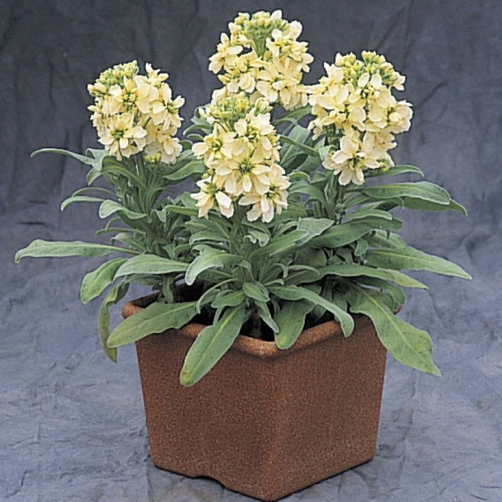 Маттиола Синдерелла Еллоу (50шт) Витагрин Профи