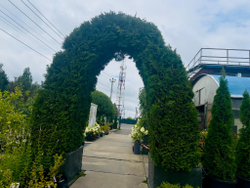 Туя западная Брабант Арка