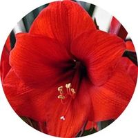 Amaryllis