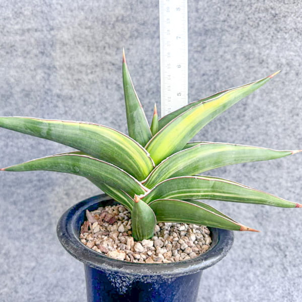 Сансевиерия POWELLII VAR s.L