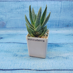 Gasterloe variegated (Гастерлоэ)