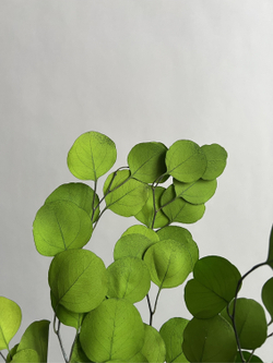 Эвкалипт Популус стабилизированный салатовый