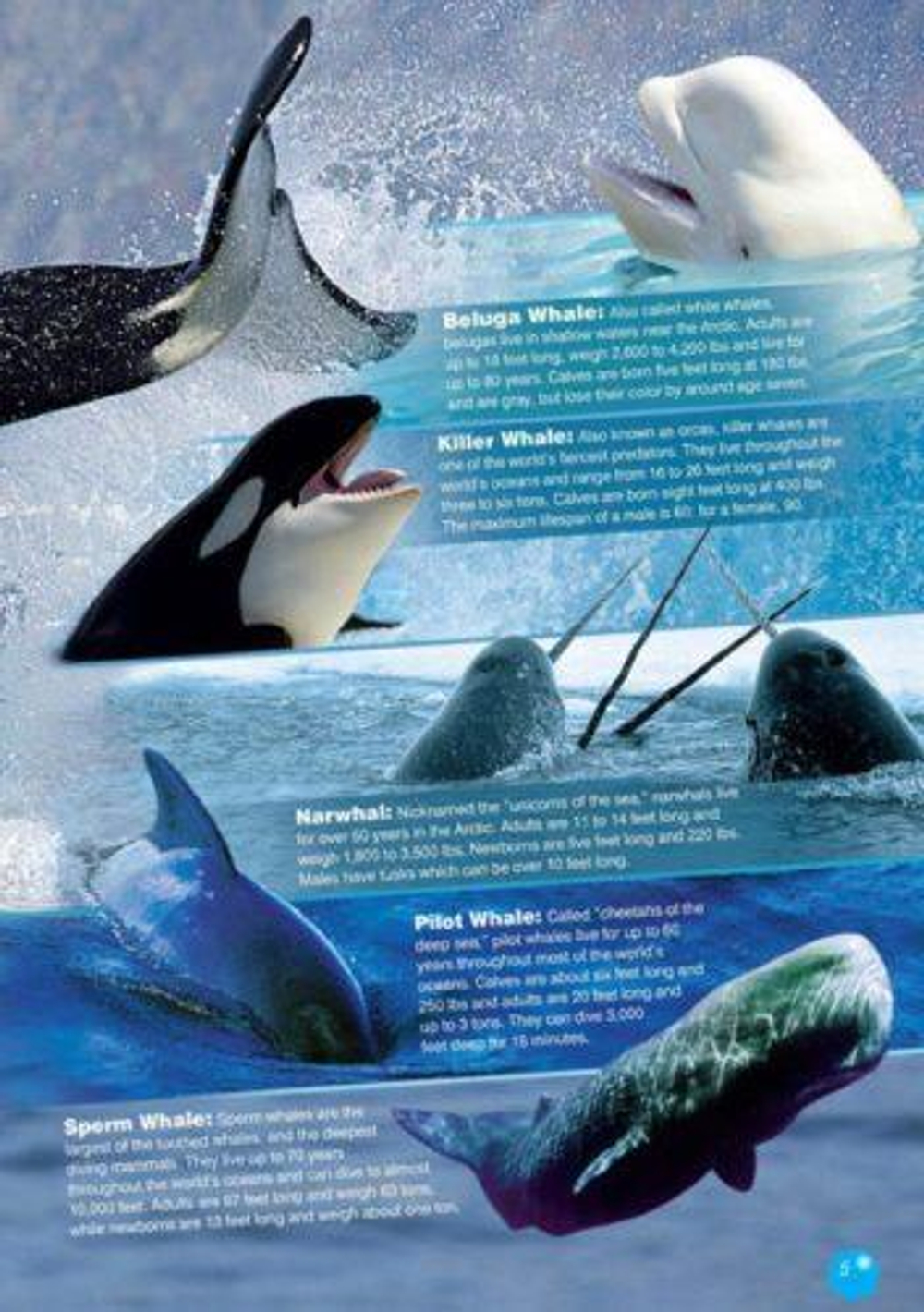 The Humpback Whale. Reader . Книга для чтения