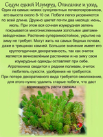 Седум едкий Изумруд очиток почвопокровный многолетний