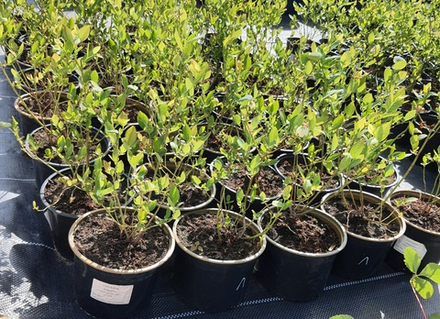 Голубика Либерти