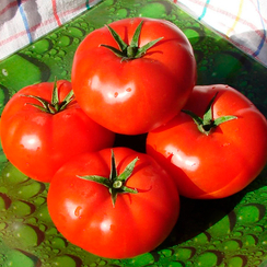 ЭЙДЖЕН F1 семена томата (Enza Zaden | Alexagro)