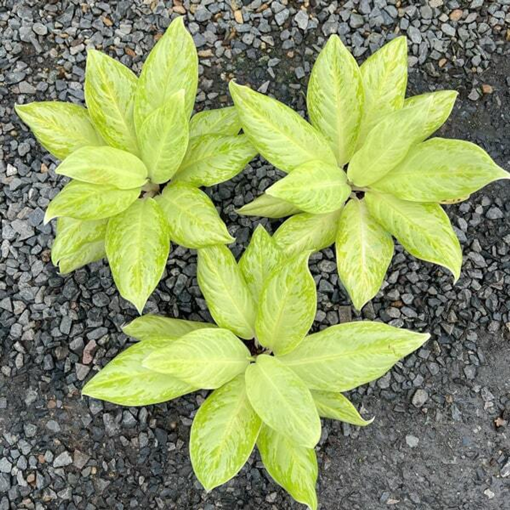 Аглаонема NEW HYBRID N13