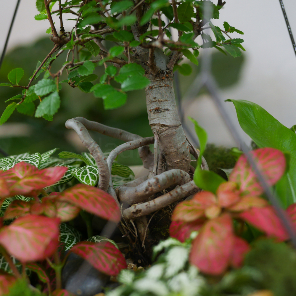 Готовый флорариум бонсай Японский вяз Айсберг