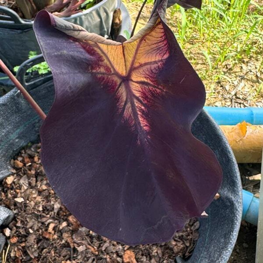Колоказия DIABLO