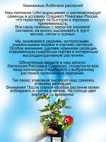 Роза Розе Мари Виаду плетистая