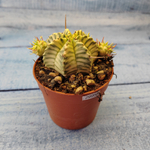 Euphorbia meloformis f. Variegated (Эуфорбия вариегатная)