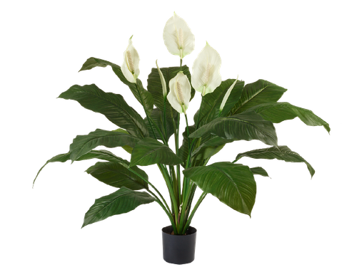 Спацифилум Королевский