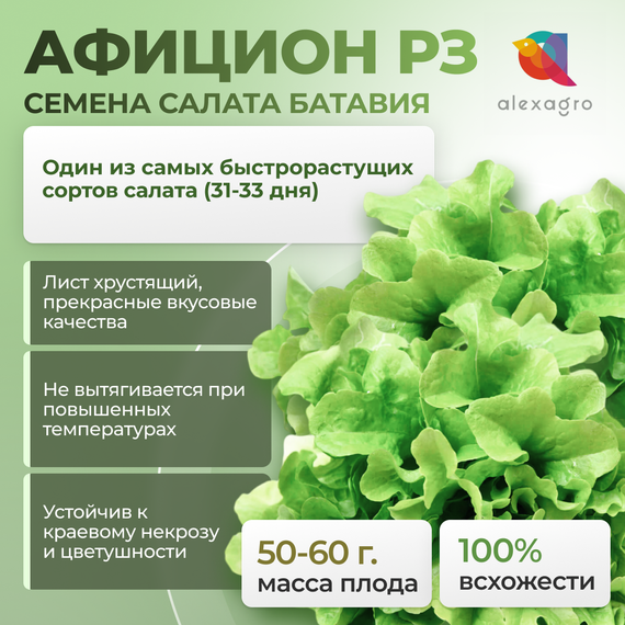 АФИЦИОН РЗ семена салата (Rijk Zwaan | Alexagro) культура