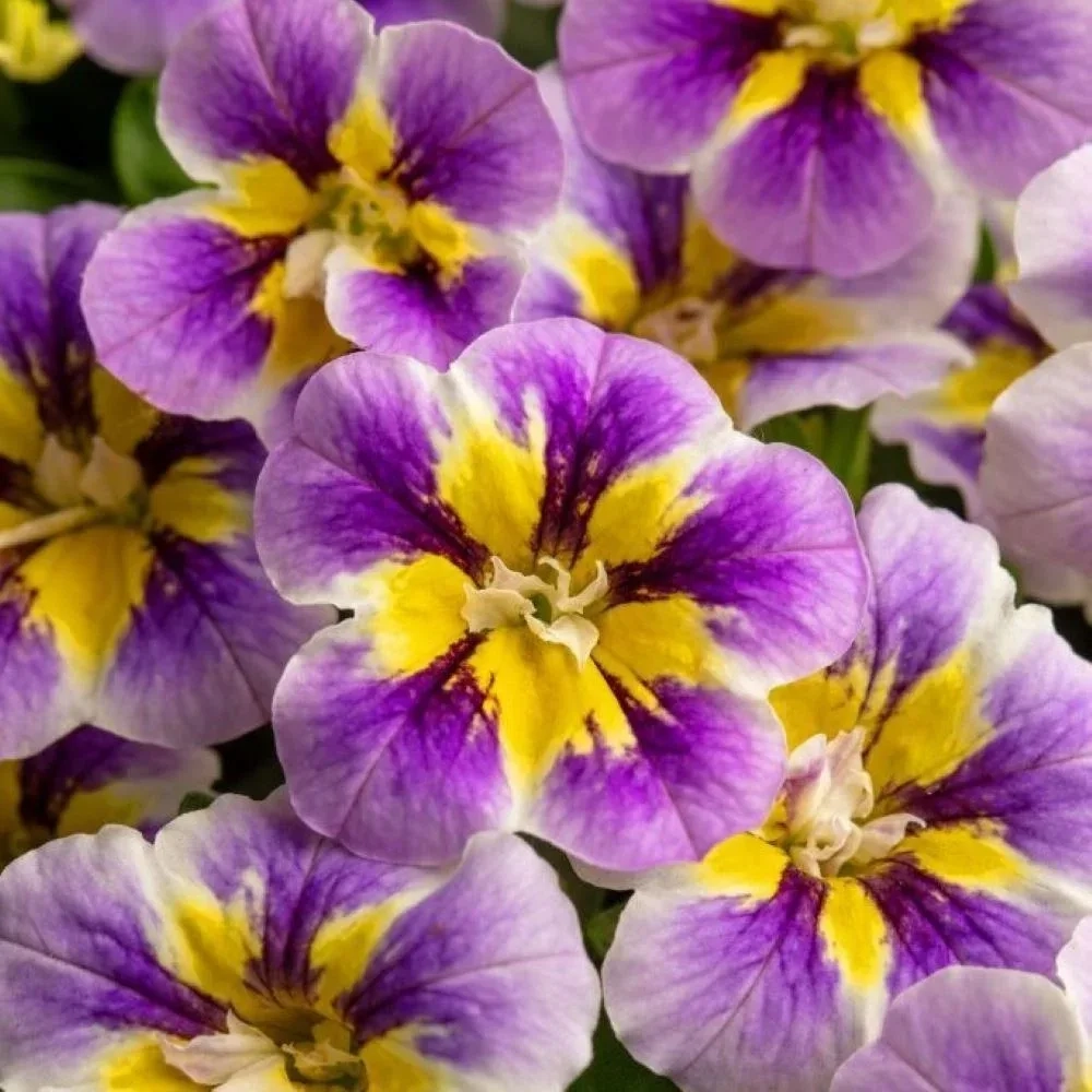 Калибрахоа CANDY SHOP DOUBLE GRAPE SPLASH