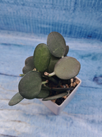 Xerosicyos Danguyi (Ксеросициос)