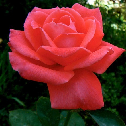 Роза чайно-гибридная Corvette