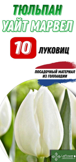 Тюльпан Луковица, Уайт Марвел, 10шт