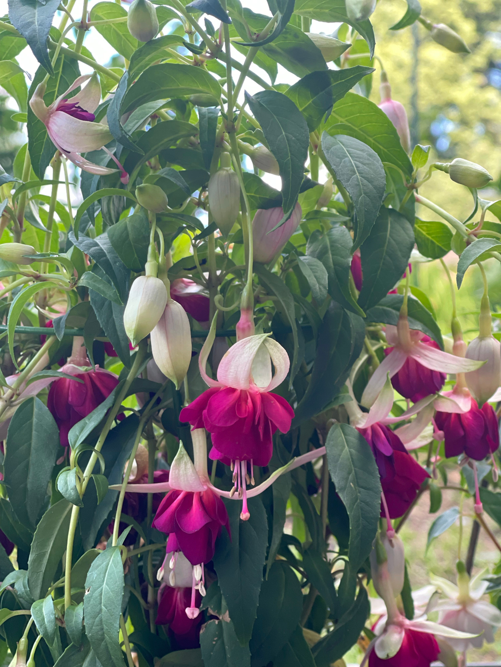 Фуксия Mood Indigo