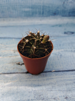 Gymnocalycium Friedrichii (Гимнокалициум)