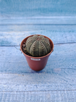 Euphoria Obesa (Эуфорбия)