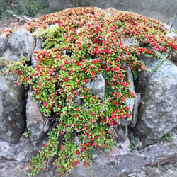 Кизильник гибридный Cotoneaster suesicus 'Coral Beauty'