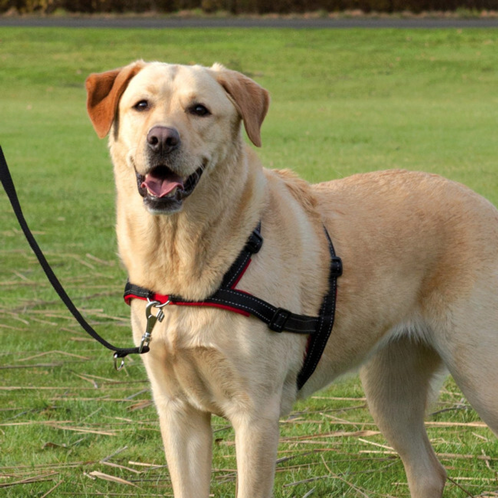 Шлейка для собак Trixie Lead and Walk Soft M, черный