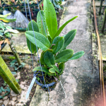 Орхидея каттлея C. WALKERIANA X C. NOBILIOR