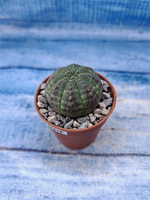 Euphorbia Obesa (Эуфорбия)
