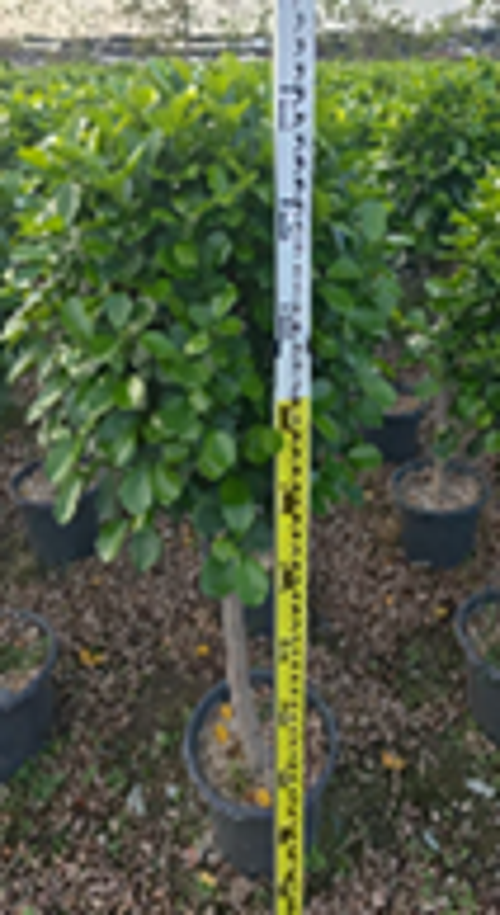 Фикус Thick-leaved  д.30