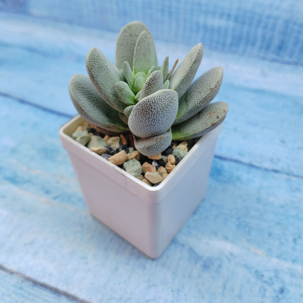 Crassula Tecta (Крассула)