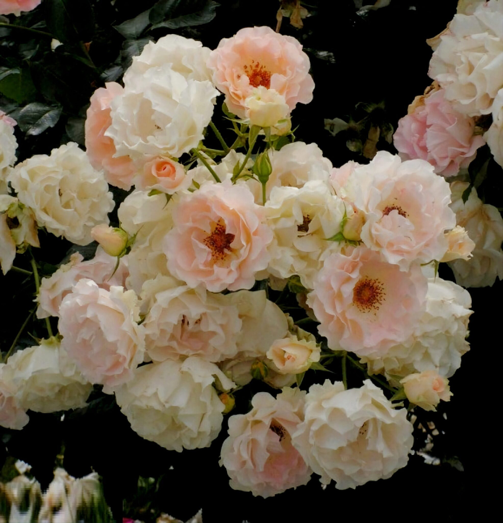 Роза Рококо С7 Закупка М57 июнь 2026