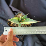 Сансевиерия PINGUICULA VAR